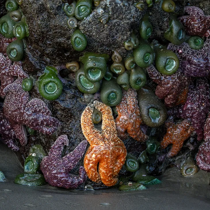 rs=w_730,h_730,cg_true (1)